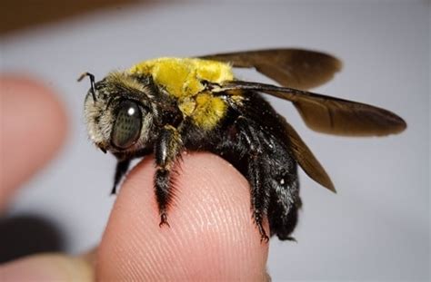 Plug existing holes to prevent a future worker bee infestation. How to Get Rid of Carpenter Bees Naturally | Balcony ...