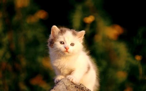 Most Interseting Cutest Cat Wallpapers