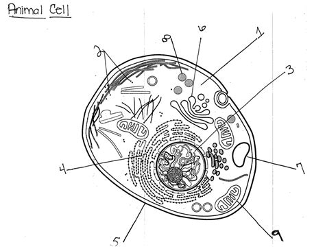 Animal Cell Diagram Diagram Quizlet