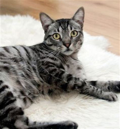 Maybe you would like to learn more about one of these? Photos and Videos for Do Indoor Cats Need Vaccinations ...