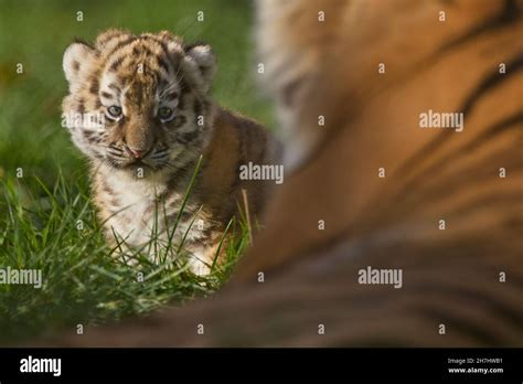 Siberian Tiger Cub Hi Res Stock Photography And Images Alamy