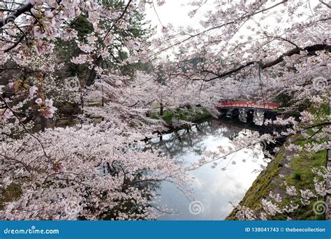 Japanese Cherry Blossoms With Red Bridge Japan Stock Image Image Of