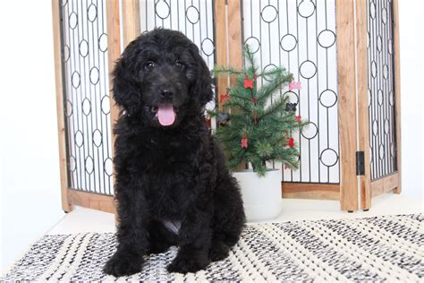 I'm the breeder behind goldendoodles of miami located in miami, fl. Angel- Awesome Female Goldendoodle Puppy - Florida Puppies ...