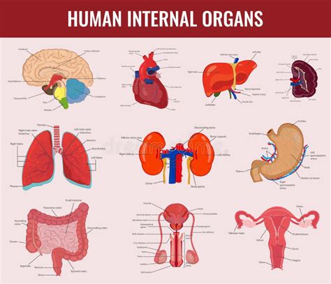 Órganos Internos Humanos Sistema De La Anatomía Vector Ilustración Del