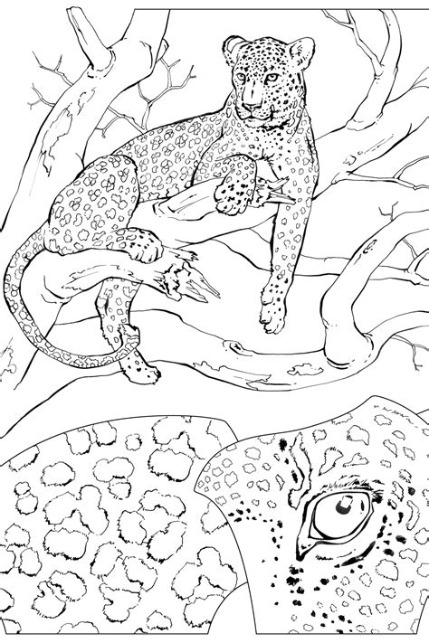 National Geographic Coloring Pages Home Design Ideas