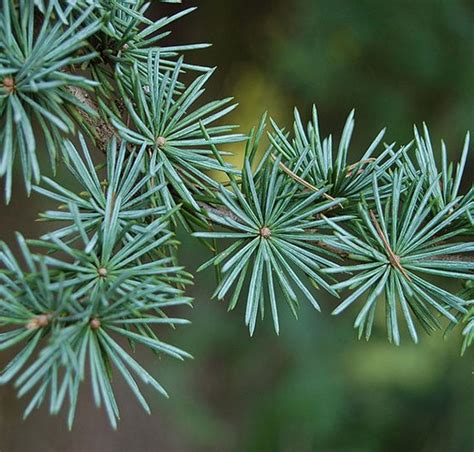 Latest Tree Disease Affects Blue Atlas Cedars Tree Heritage
