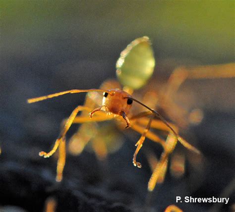 Green Tree Ants Oecophylla Smaragdina — Bug Of The Week