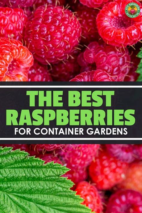 Growing Raspberries In Containers Doing It Right Epic Gardening