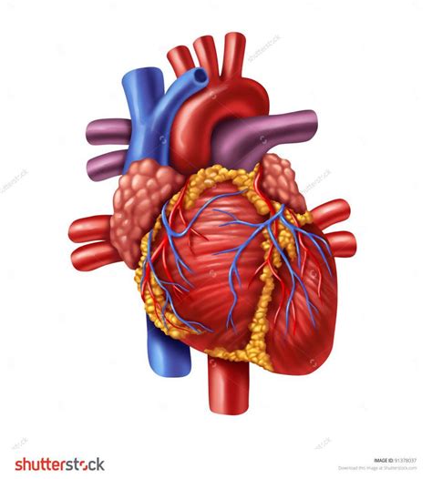 Heart Anatomy Human Heart Images Hd 3d Dreaming Arcadia