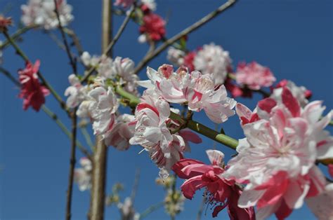 Variegated Peppermint Flowering Peach Tree Mccabes Nursery