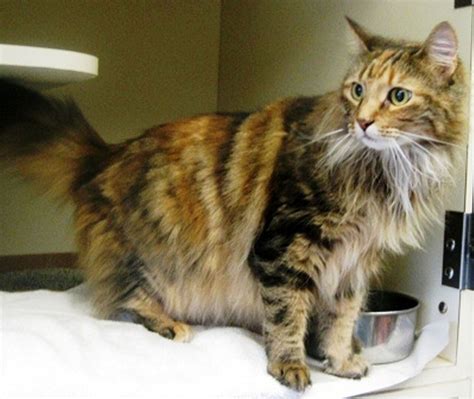 Female Maine Coon Cat In Sayreville Needs A New Home