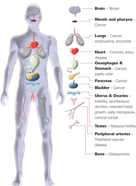 Selection of internal organs in human anatomy. Major Organs Of The Human Body For Kids Human body anatomy