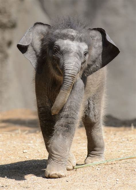 Update Asian Elephant Calf Debuts At Saint Louis Zoo Zooborns