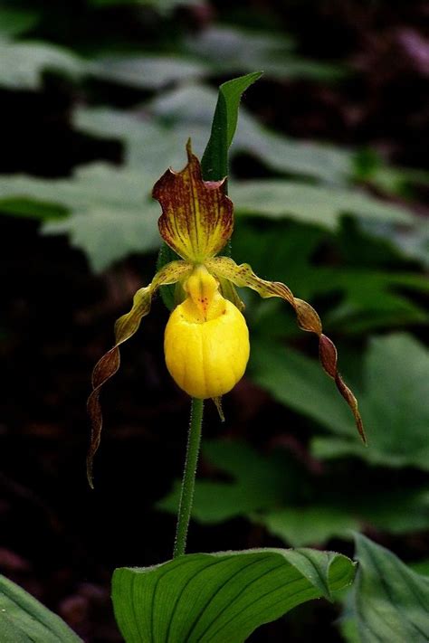 Top 10 Rarest Orchids In The World Rare Orchids Rare Flowers Lady Slipper Orchid