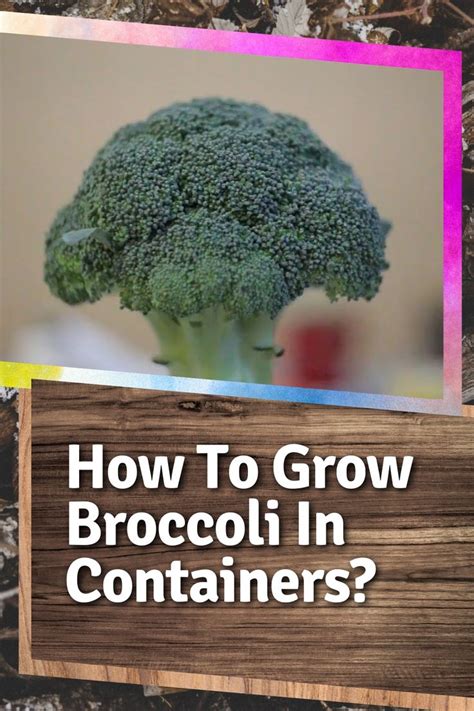 Growing Broccoli In Containers Video Video Growing Broccoli
