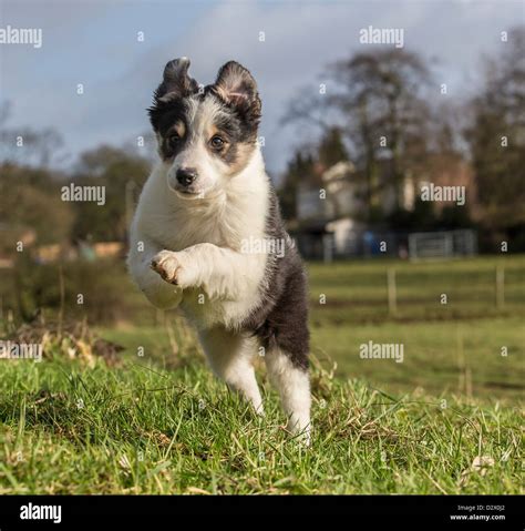 Border Collie Puppy Running Through A Field His Back Legs Are On The