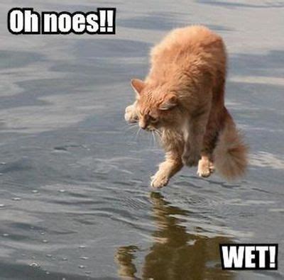LOLCat Oh Noes Wet Funny MyNiceProfile Com
