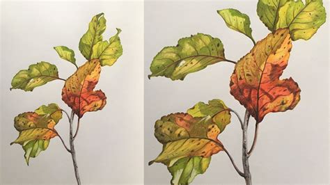 How To Draw Leaves With Colored Pencils Alva Sires