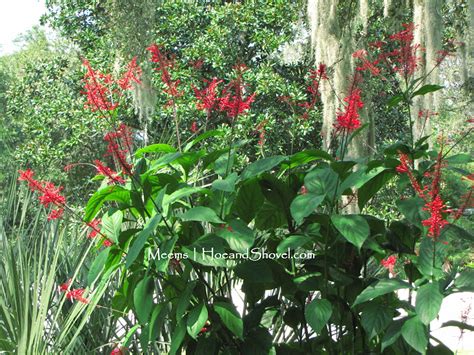 The texture of the leaves are different. Hoe and Shovel: Red Firespike for Color and for Hummingbirds