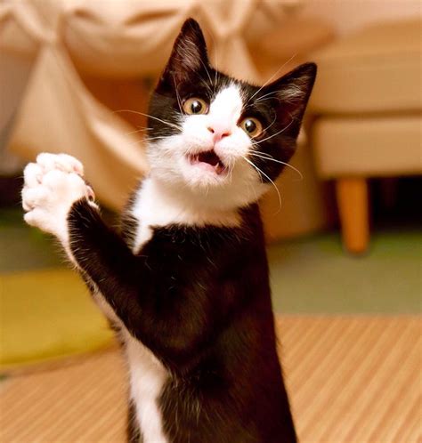 1000 Images About Scaredy Cats On Pinterest