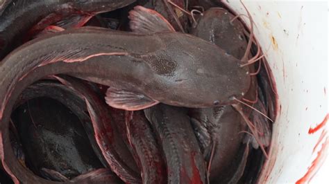 A Hard Problem With A Soft Solution Catfish Farms Production Surges