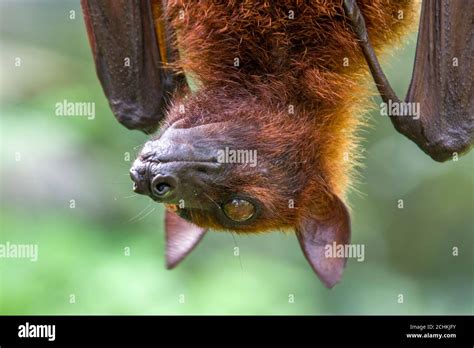 The Closeup Image Of Malayan Flying Fox Pteropus Vampyrus A