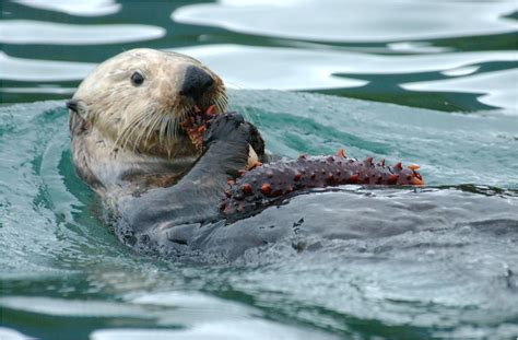 Food Web Sea Otter Food Chain