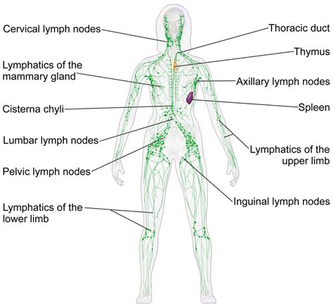 Anatomy Of Lymph Nodes And Lymphatic System