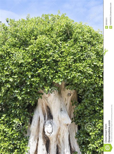 Ficus Tree Small Leaves Stock Image Image Of Tresco