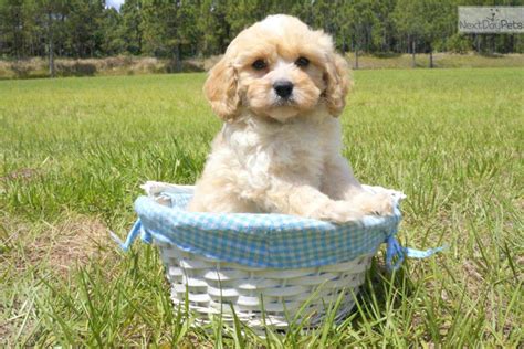 Some people even ask me if i know any other reputable cavapoo breeders that i can refer them too. Cavapoo puppy for sale near Sarasota-bradenton, Florida ...