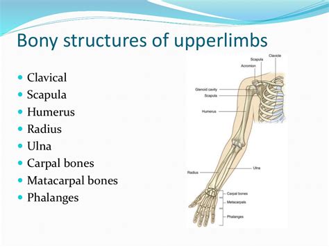 Anatomy Of Upper Extremity