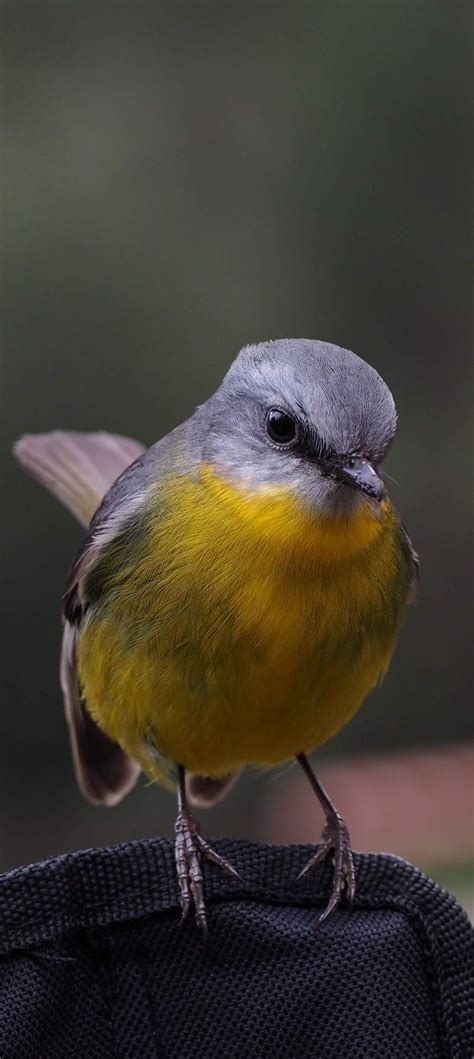 About Wild Animals Cute Grey Yellow Bird Yellow Bird Grey Yellow