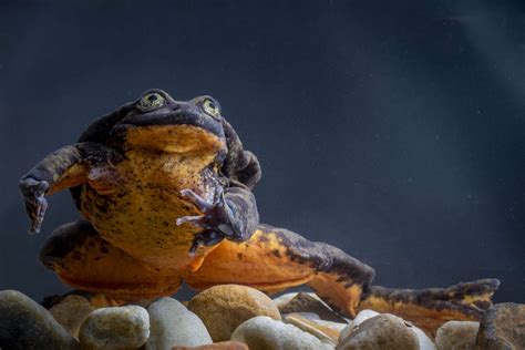 Rare Sehuencas Water Frogs Move In Together In Hopes To Save Species