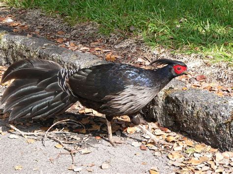 Proposed as national bird, but recognized as aruba's national symbol in 2012. Jasmine's blog: Hawaii Volcanoes National Park | Volcano ...