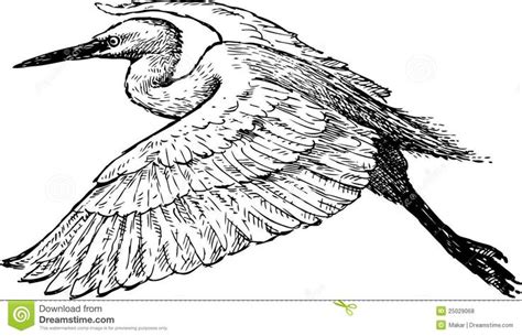 Image Result For Heron Stencil Wings Drawing Vector Drawing Birds