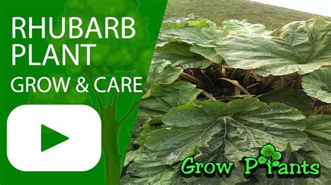 Rhubarb Plant Grow Care And Harvest Youtube