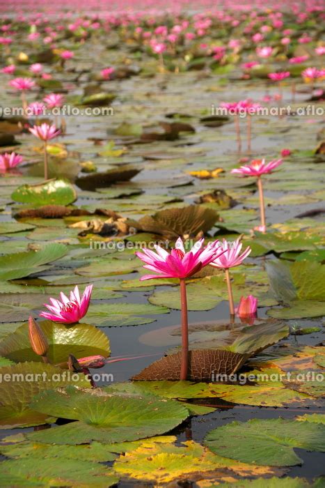 タイ ノンハン湖 タレーブアデーンの写真素材 149763416 イメージマート