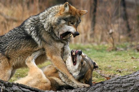 And The Winner Is Two Gray Wolves Fighting For The Alp Flickr