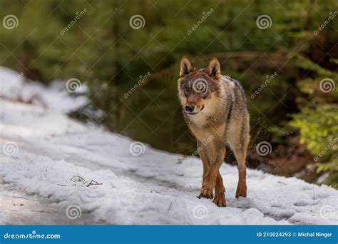Male Gray Wolf Canis Lupus Crossing The Path In The Forest Stock Image