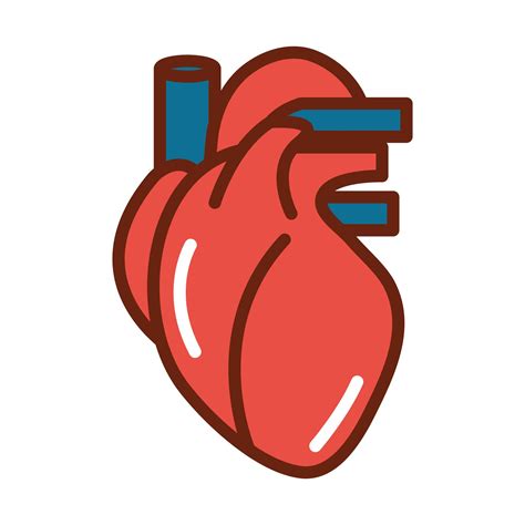 Cuerpo Humano Corazón Venas Anatomía órgano Salud Línea E Icono De