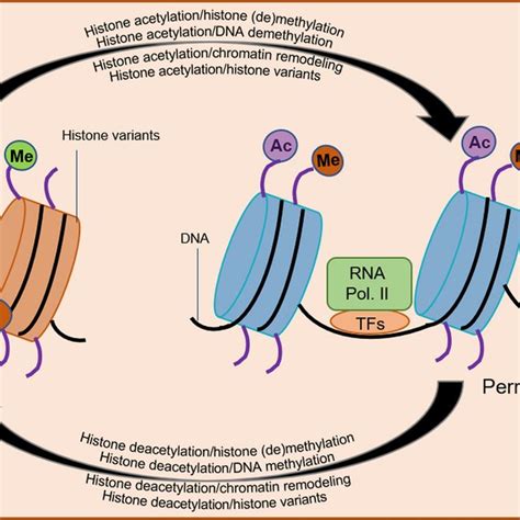 Regulation Of Histone Acetylation Dynamics Hats Histone Download