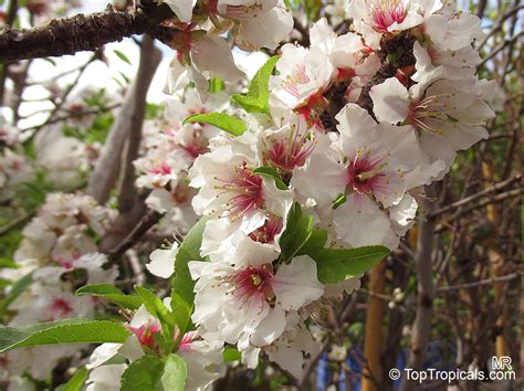 Prunus Dulcis Prunus Amygdalus Amygdalus Communis Almond