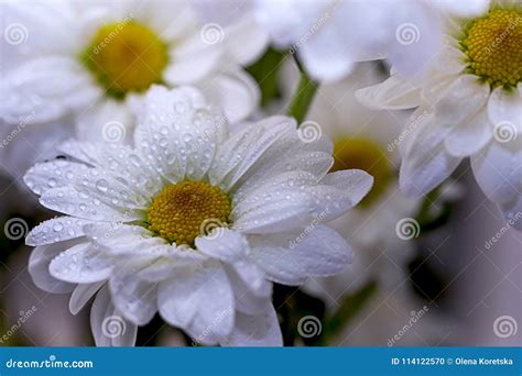 Camomile Flowers In Water Drops Close Up Stock Photo Image Of