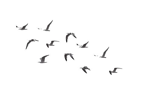 Flock Of Flying Bird Png Picture Png All