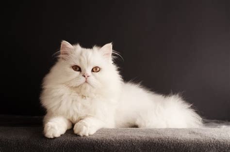 Persian Cat Personality Traits And Facts Great Pet Care