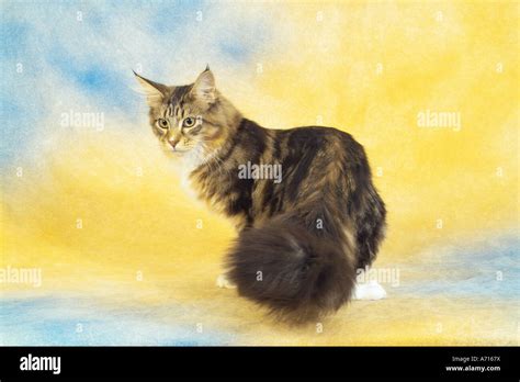 Norwegian Forest Cat Standing Stock Photo Alamy