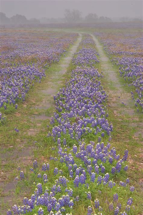 List of Texas Wildflowers | ... wildflowers at rain, view from Road 1155, south from Washington ...