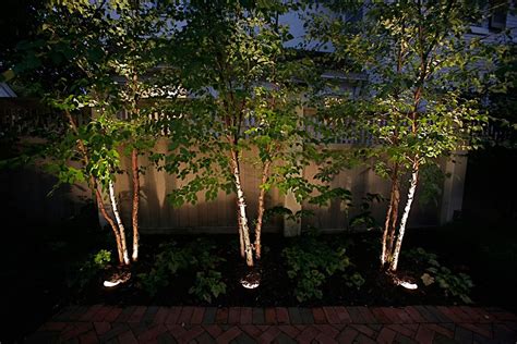 Tree Uplighting Creates Dramatic Night Lighting River Birch Trees