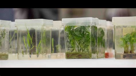 Plant Tissue Culture And Its Application Botany Tamil Youtube