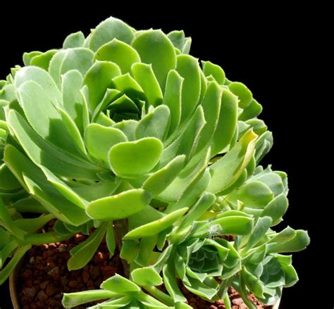 Cactus jungle nursery and garden is located in berkeley, california, in the san francisco bay area, east bay. Aeonium simsii - Cactus Jungle